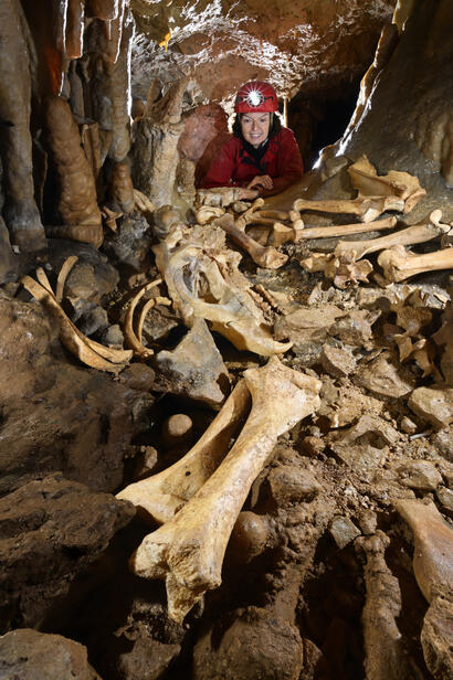 Ph-Crochet - Ossements ours des cavernes (Allemagne) Ph-Crochet - Ossements ours des cavernes (Allemagne)